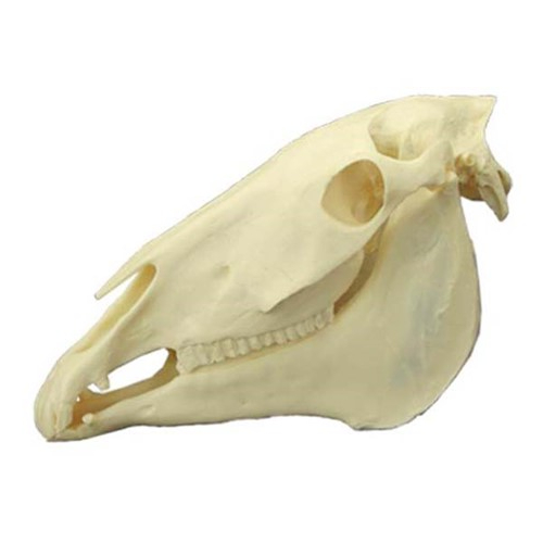 #53900 Equine Skull Model and Teeth Set