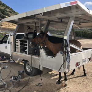 Custom Equine Rig